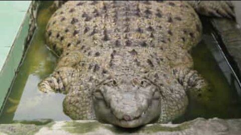 Cette famille possède un croco de 200 kilos!