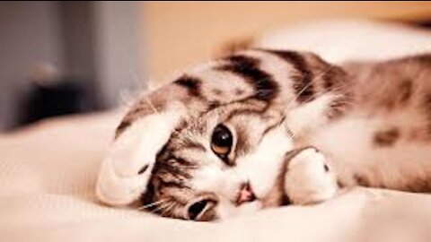 CUTE ANIMAL TRY TO NOT LAUGH CHALLENGE MUST Watch New Funny Video 2021 Episode 7🙏💕