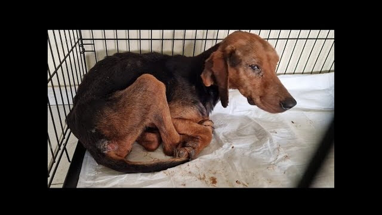 Abandoned, sick and neglected dog was left to starve to death! .