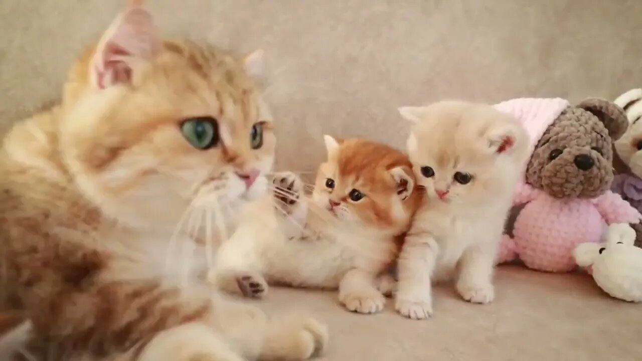 Mom Cat playing and talking to her Cute Meowing baby Kittens