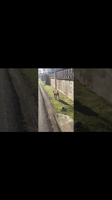 Friendly Neighborhood Stepper