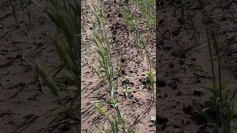 A glimpse of the 2023 wheat crop in Central Kansas (Hoisington)