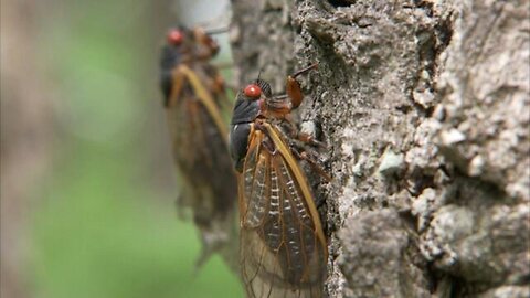 Declare His Wonders Among The Nations - Cicadas Filling Skies And Covering Houses