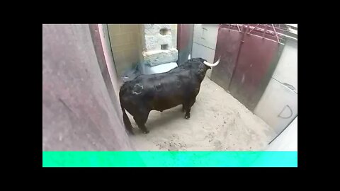 Very Dangerous 🐂Bulls Fight video Best animal fights