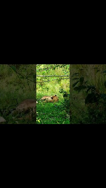 Cubs Having Fun! #Wildlife | #ShortsAfrica