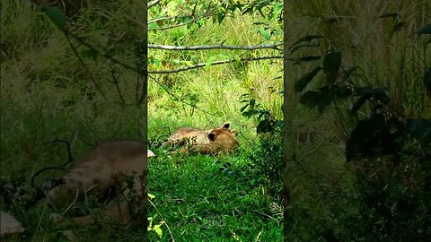 Cubs Having Fun! #Wildlife | #ShortsAfrica