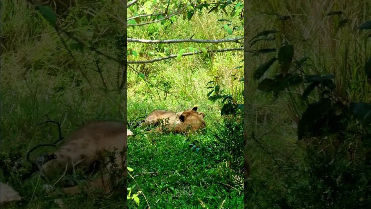 Cubs Having Fun! #Wildlife | #ShortsAfrica