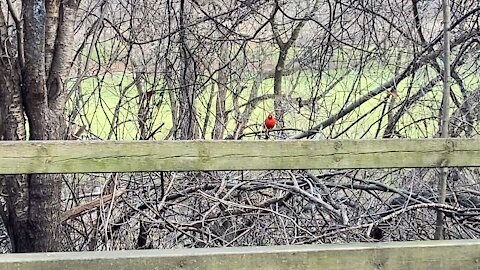 Cardinal in a tree James Gardens