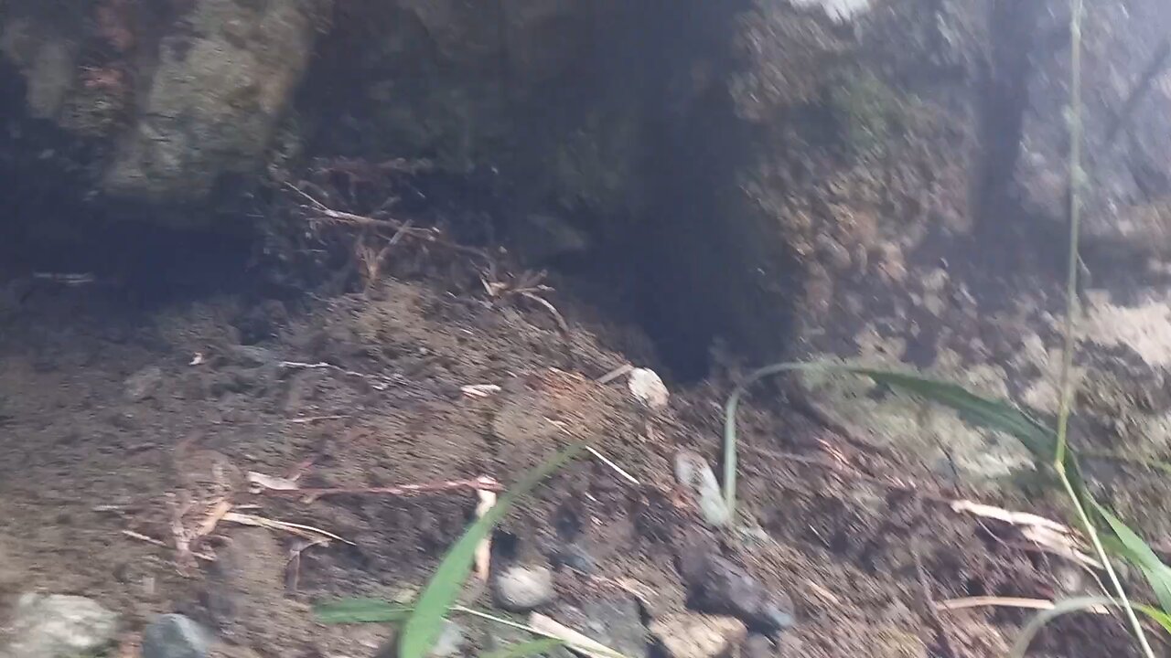 Finding gold in the river Minelab goldmonster 1000