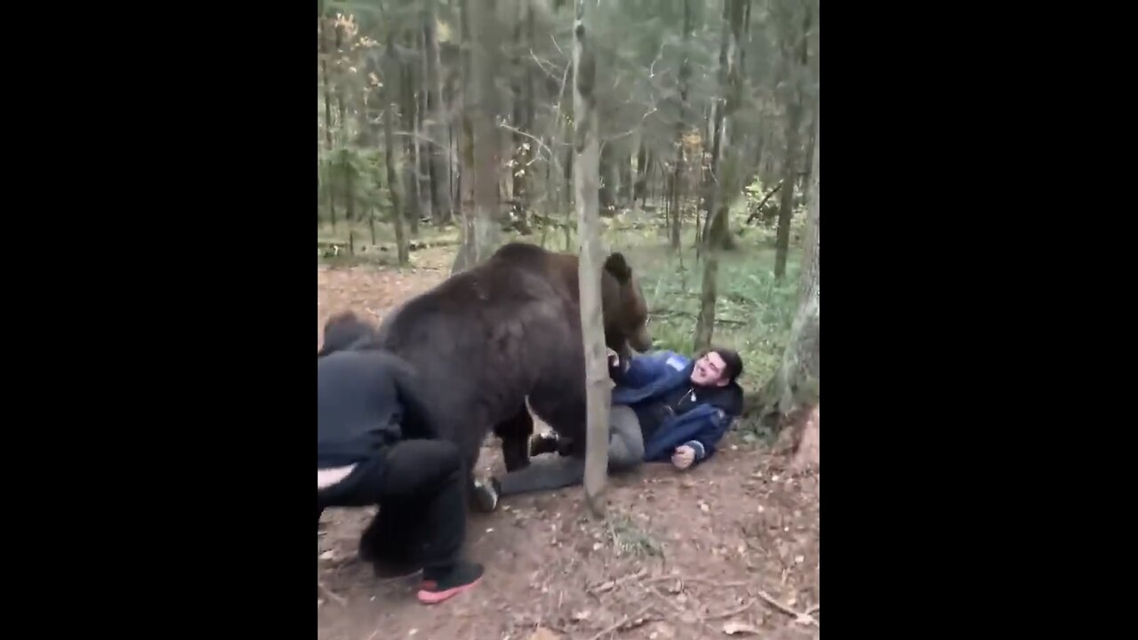 THE RUSSIAN BEAR🌳🤼‍♂️🐻🌲🇷🇺WORLD’S MOST TOUGHEST BEAR🇷🇺🐻🤼🌲💫