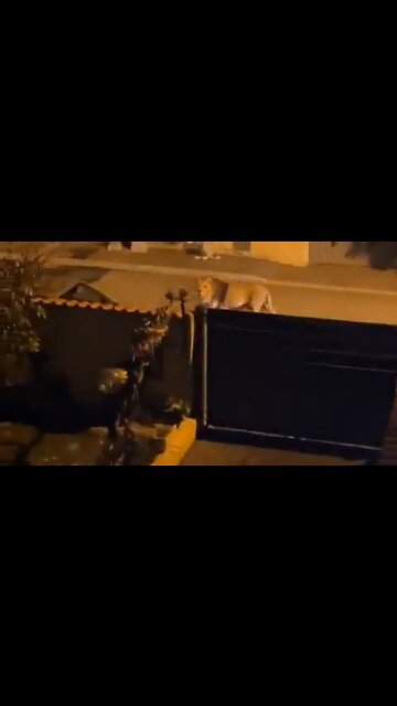 Town Near Rome Freaks Out As A Lion Roams The Streets Freely