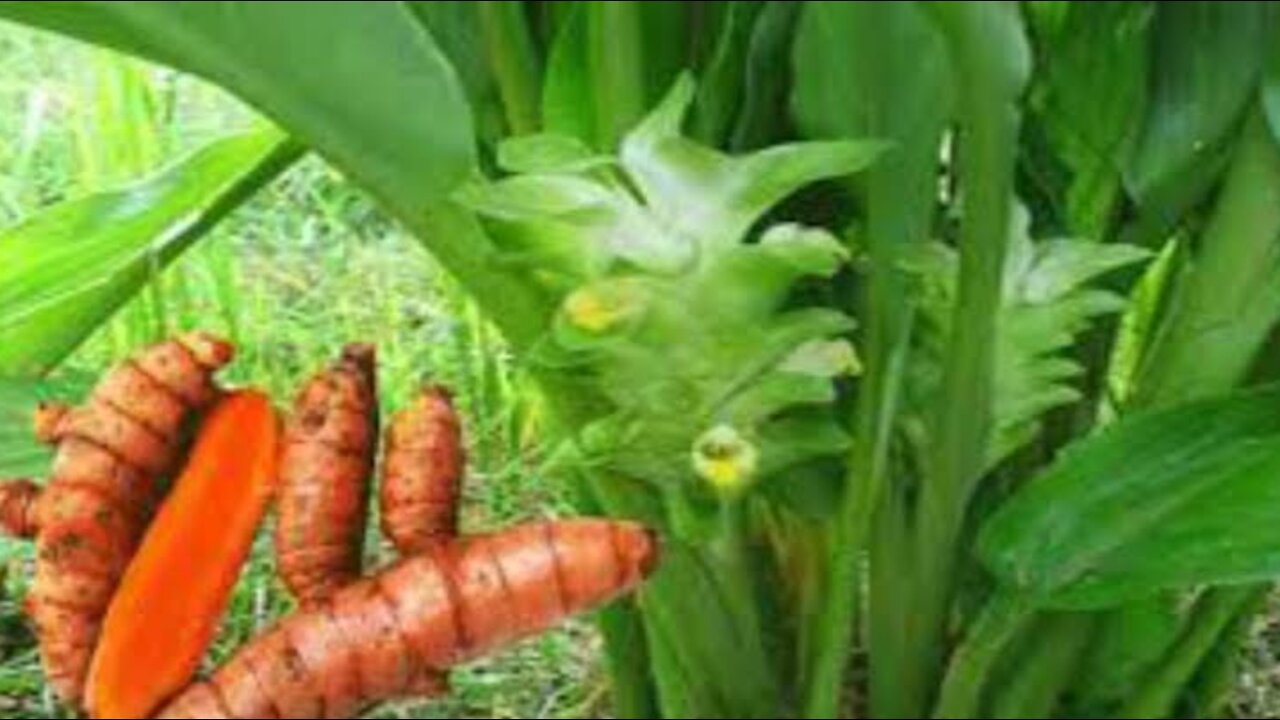 Turmeric tree