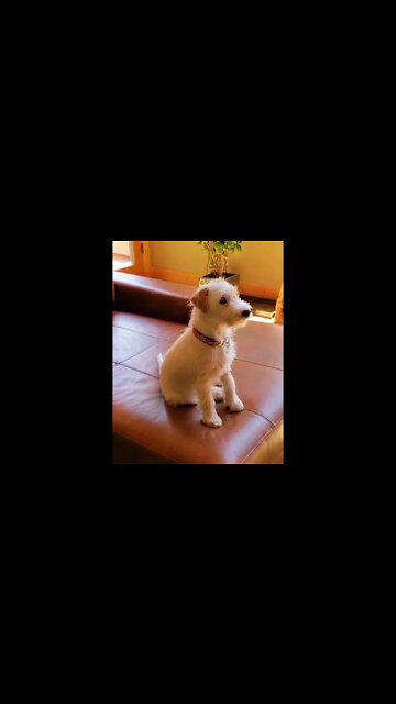 Ares Jack Russell reunion with his litter and mom on tv