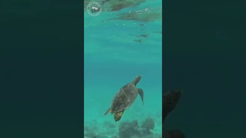 Live Life like this Majestical Creature 🐢💚