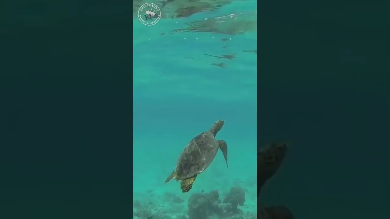 Live Life like this Majestical Creature 🐢💚