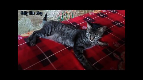 The sleeping cat was startled by his filming