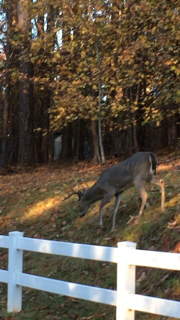 Foxy’s 8 point buddy