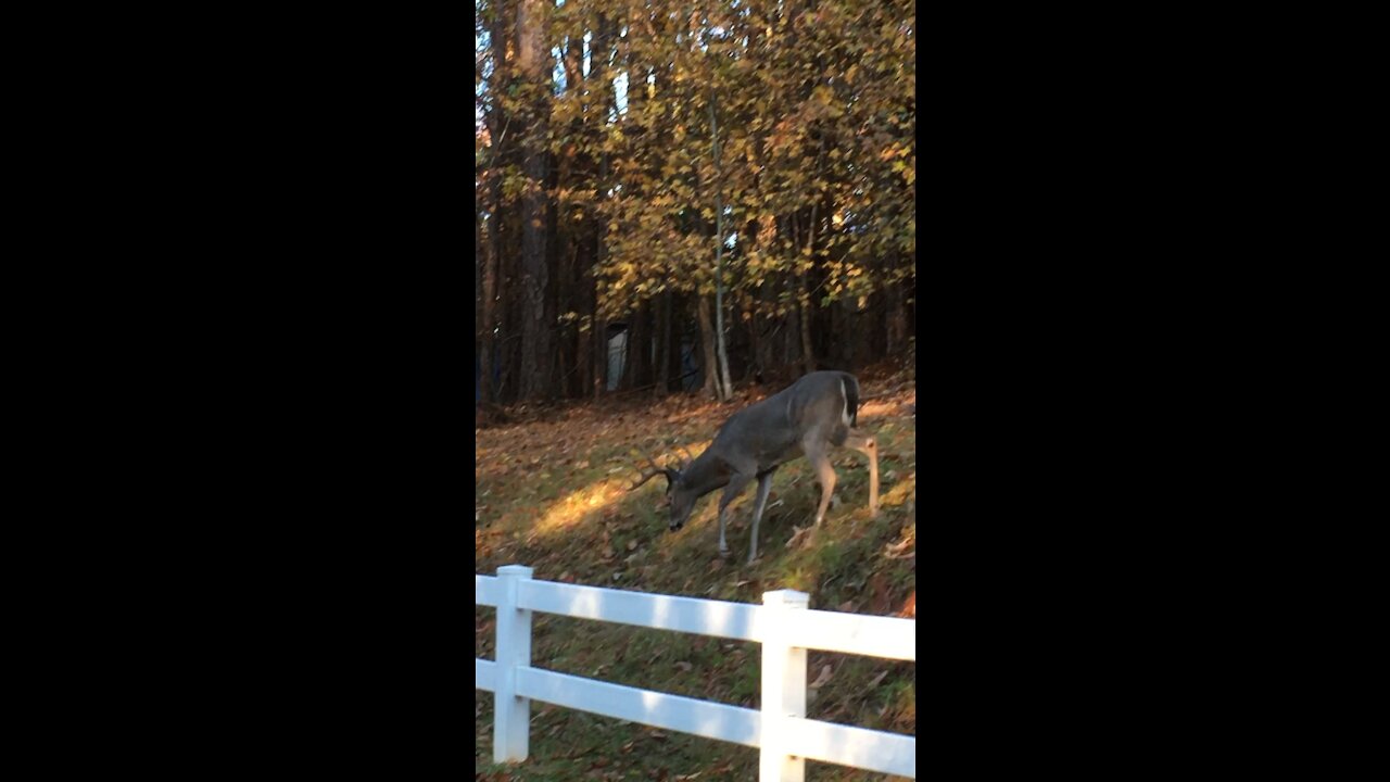 Foxy’s 8 point buddy