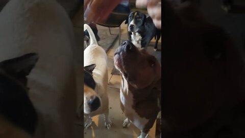 Pack of Wolves Eating