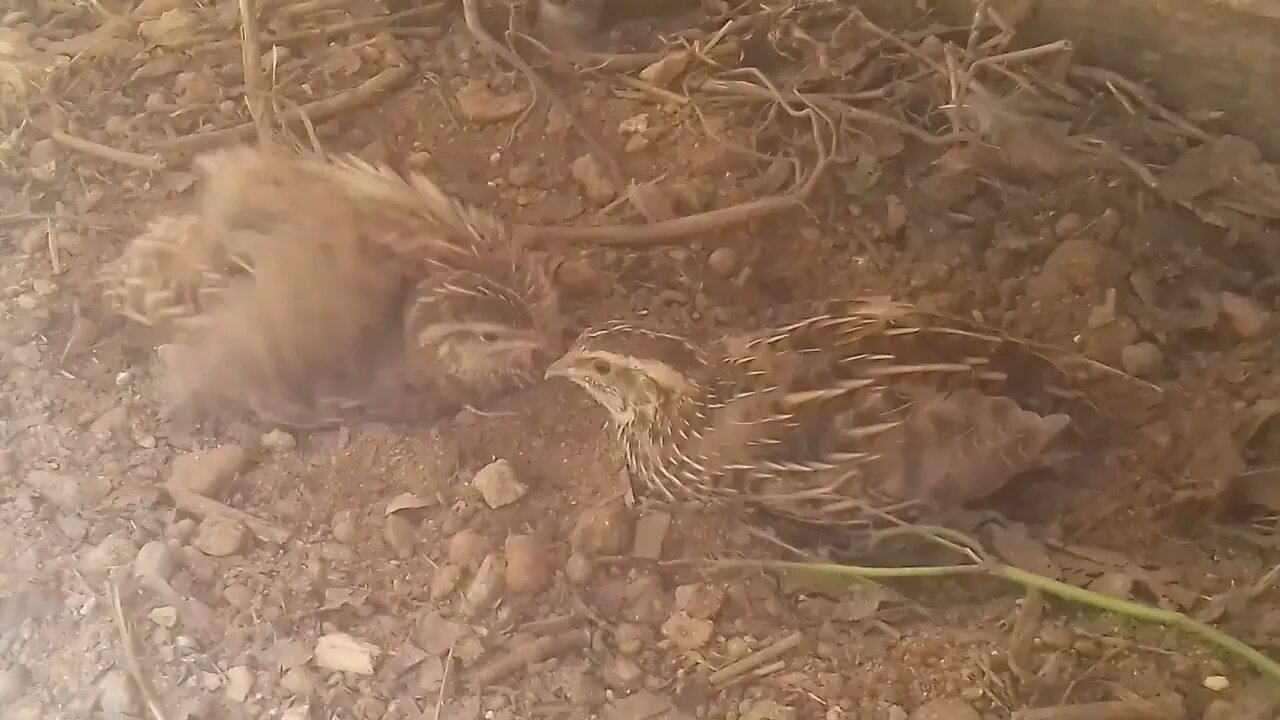 Codorna se divertindo