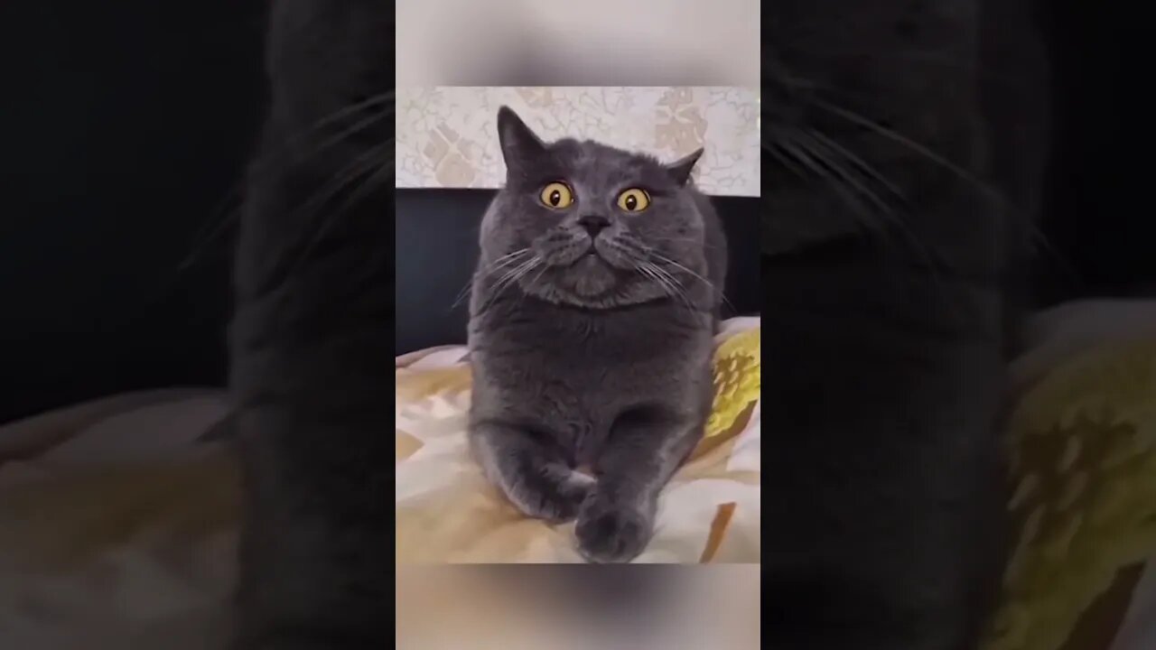 #shorts Смешные Коты Из Тик Тока 147 Funny Cats From Tiktok