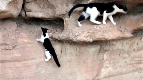 Our Cats #94 #shorts – Kitten Panqueeñou Goes Up Steep Cliff