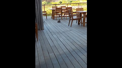 Bird fight