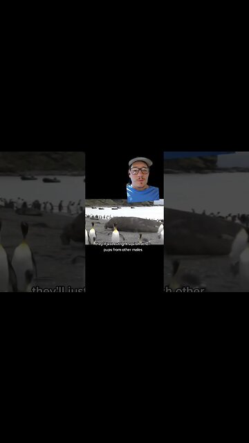 Elephant seals are HUGE