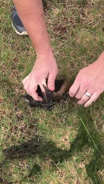 Duck rescued from certain death after getting tangled in lawn netting
