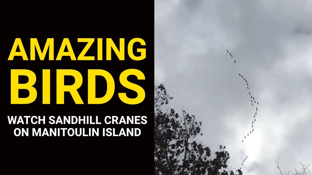 AMAZING BIRDS: Watch Sandhill Cranes on Manitoulin Island