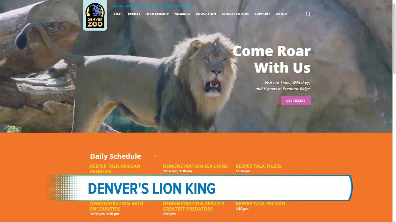 Denver Zoo's Lion King