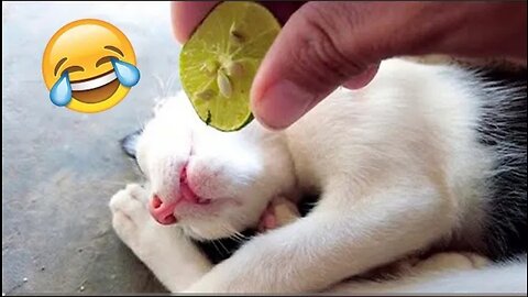 शैतान बिल्ली की हरकत देख हो जाओगे लोटपोट! FUNNIEST ANIMAL MOMENTS CAUGHT ON CAM 10