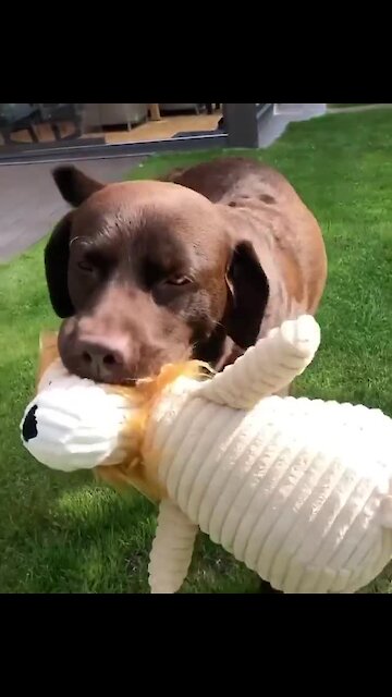 Chocolate Labrador gets very happy with his favorite toy