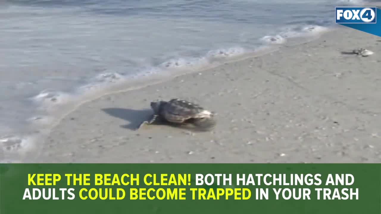 Red tide's impact on 2019 sea turtle nesting season