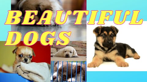 BEAUTIFUL DOGS FOR YOU