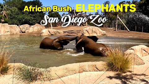 AFRICAN BUSH ELEPHANTS Shower And Play Together At The World Famous San Diego Zoo