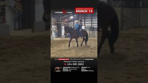 🅱🅴🅰🆁 - You will fall in love with this big teddy 🐻! Exclusively on Horsebid.com until March 13th!