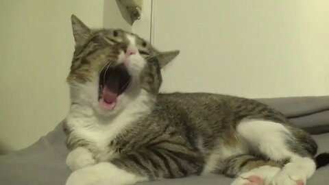 A Lazy Little Cat
