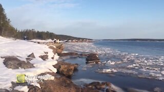 A dog enjoys a walk along the snow covered shoreline of Birchy Bay