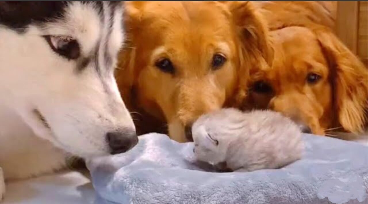 Golden Retrievers and Husky Meeting Their Friends Newborn Kitten