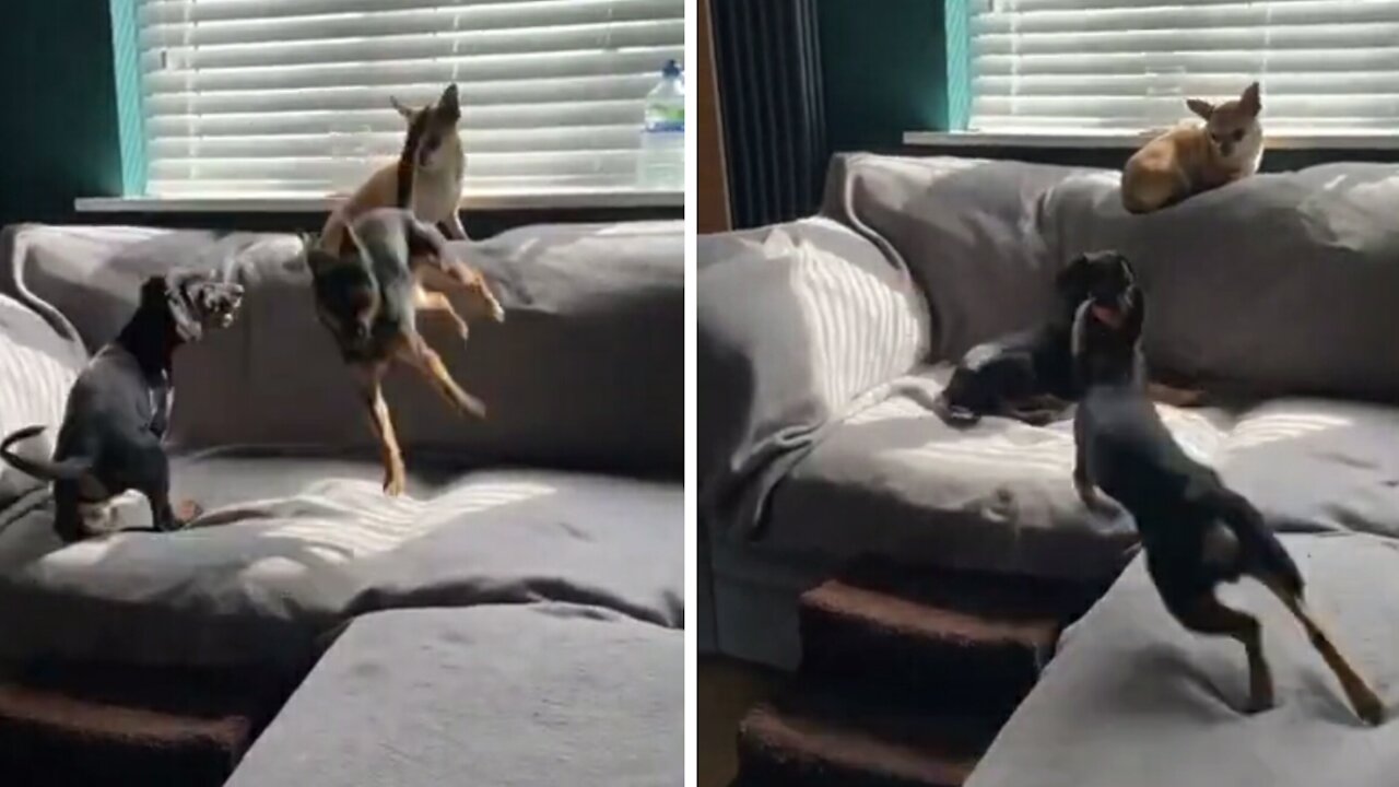 What The Hell Is He Doing !! Crazy Dog Must Watch