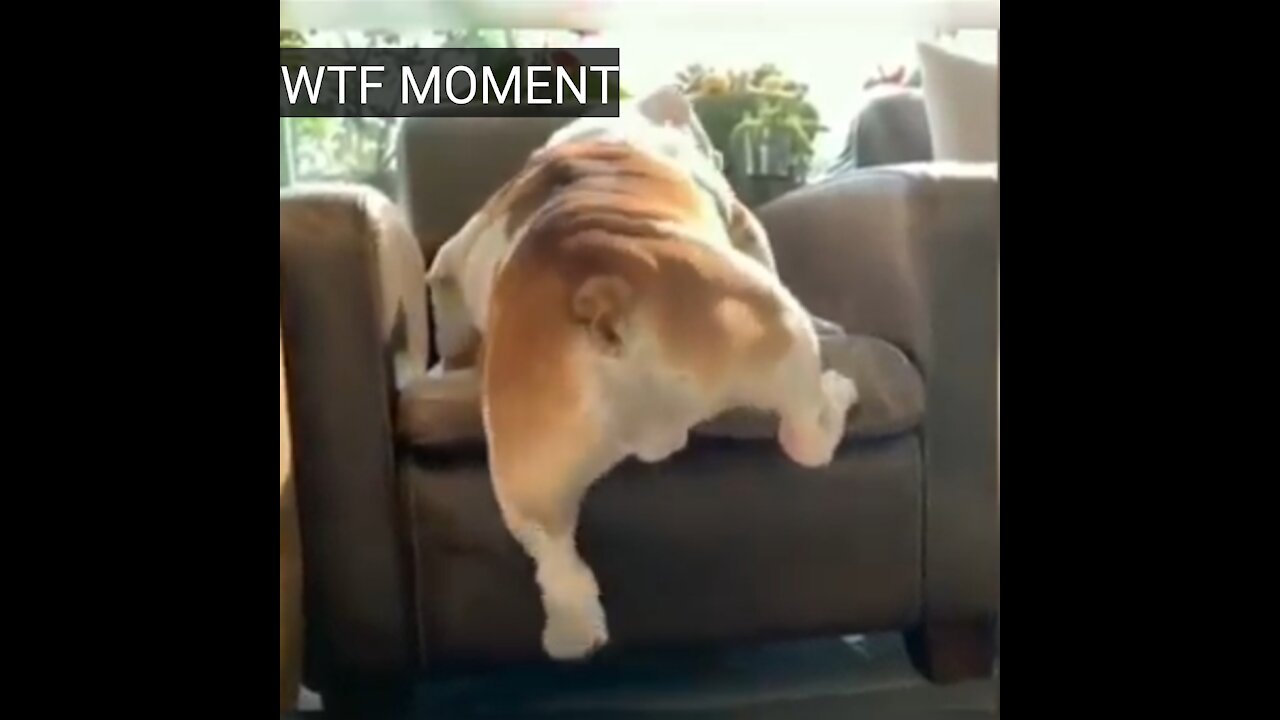 cute dog can't get on the chair