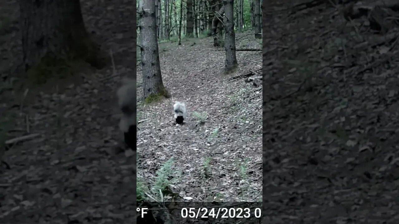 Skunk le pew lol 😆