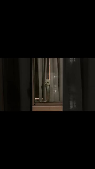 Sad face): doggy wanna swim