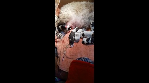 Cavapoo Baby newborn.. One day old puppies!