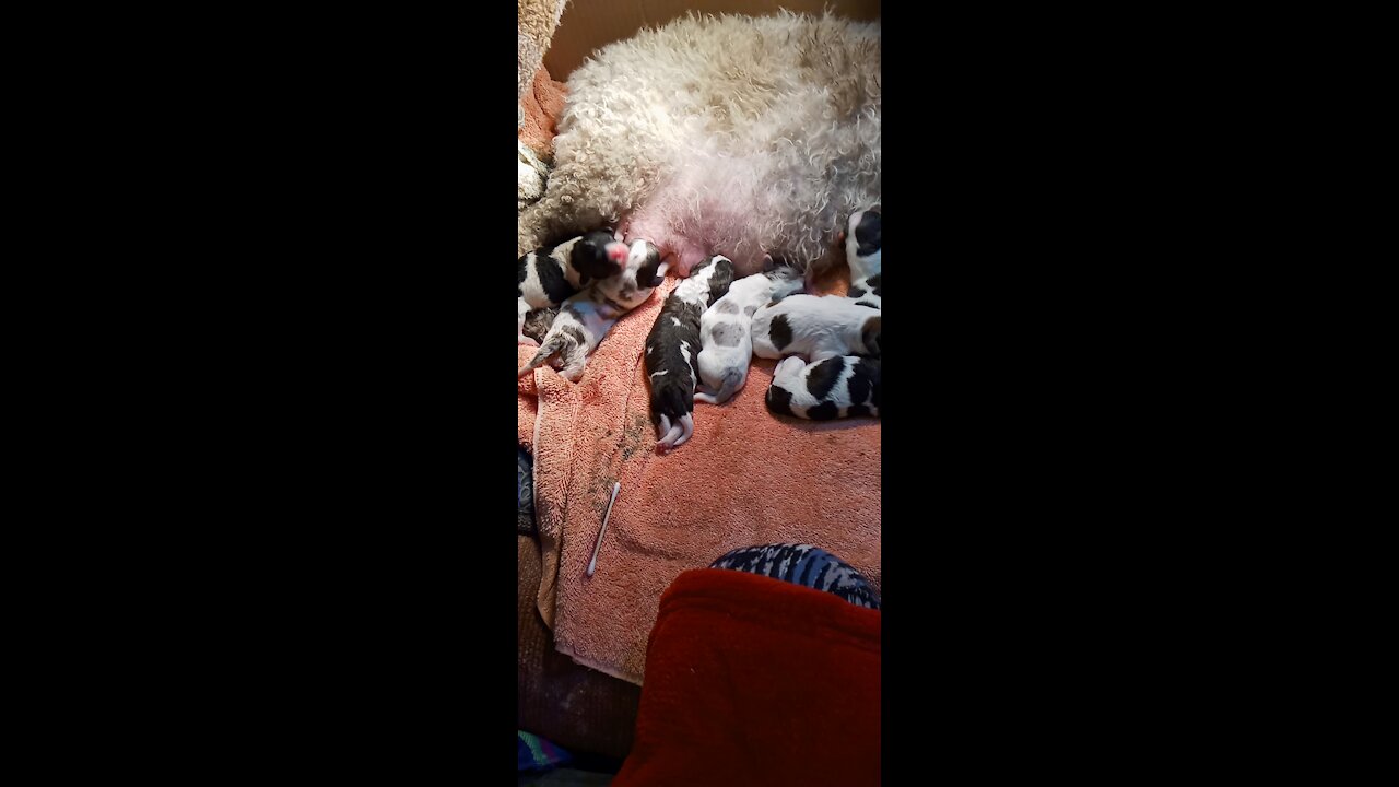 Cavapoo Baby newborn.. One day old puppies!