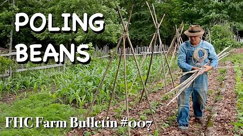 Poling Beans - FHC Farm Bulletin #7