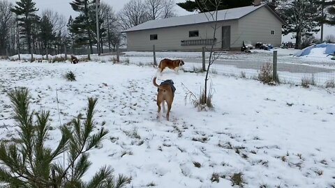 Great Dane zoomies- he never stops running