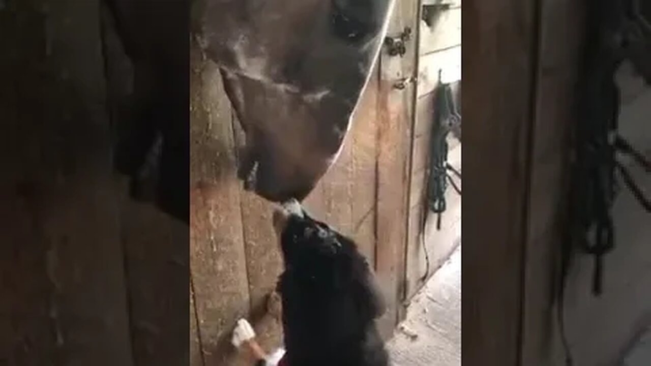 Dog and Horse Meeting #horse #dog #horselover