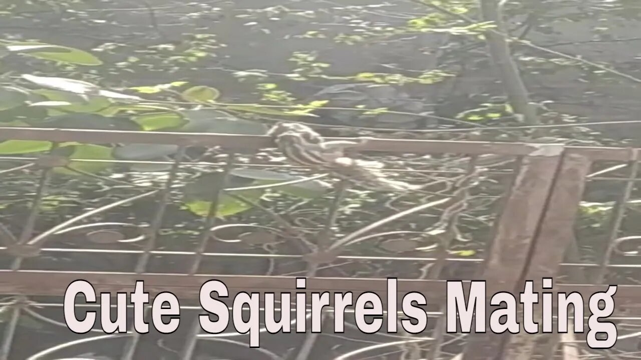 Cute Squirrels Mating